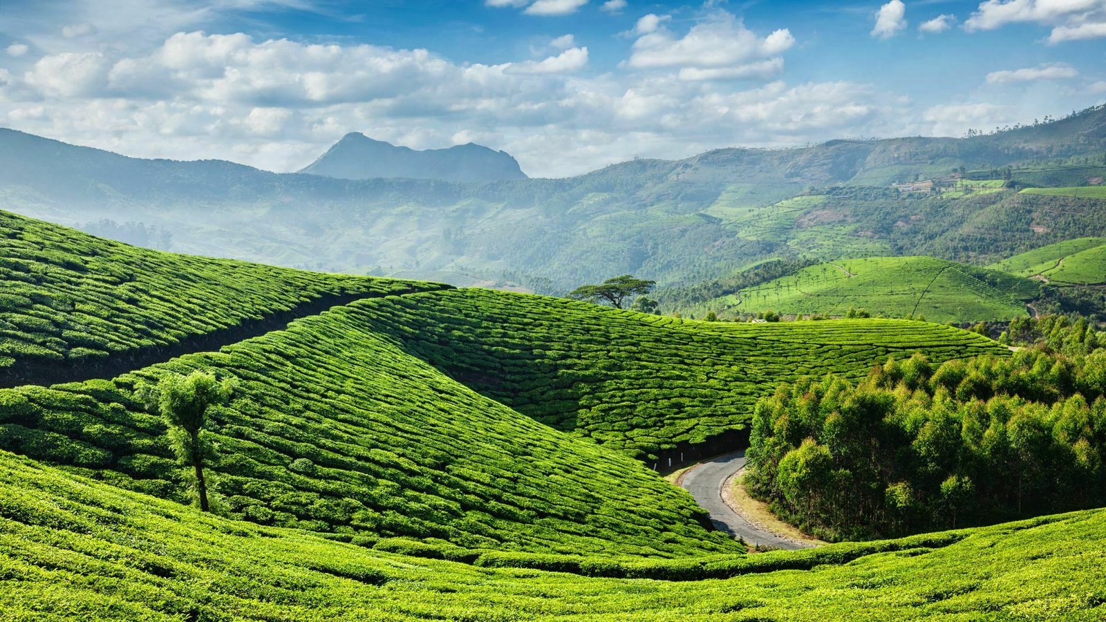 Kerala Plantation