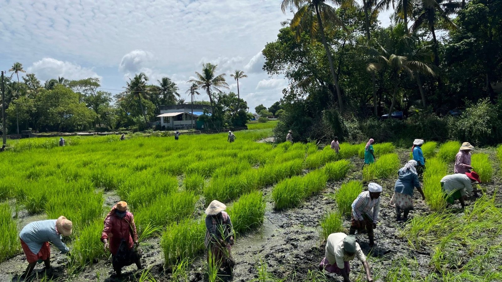 Pokkali rice farming in Vypeen