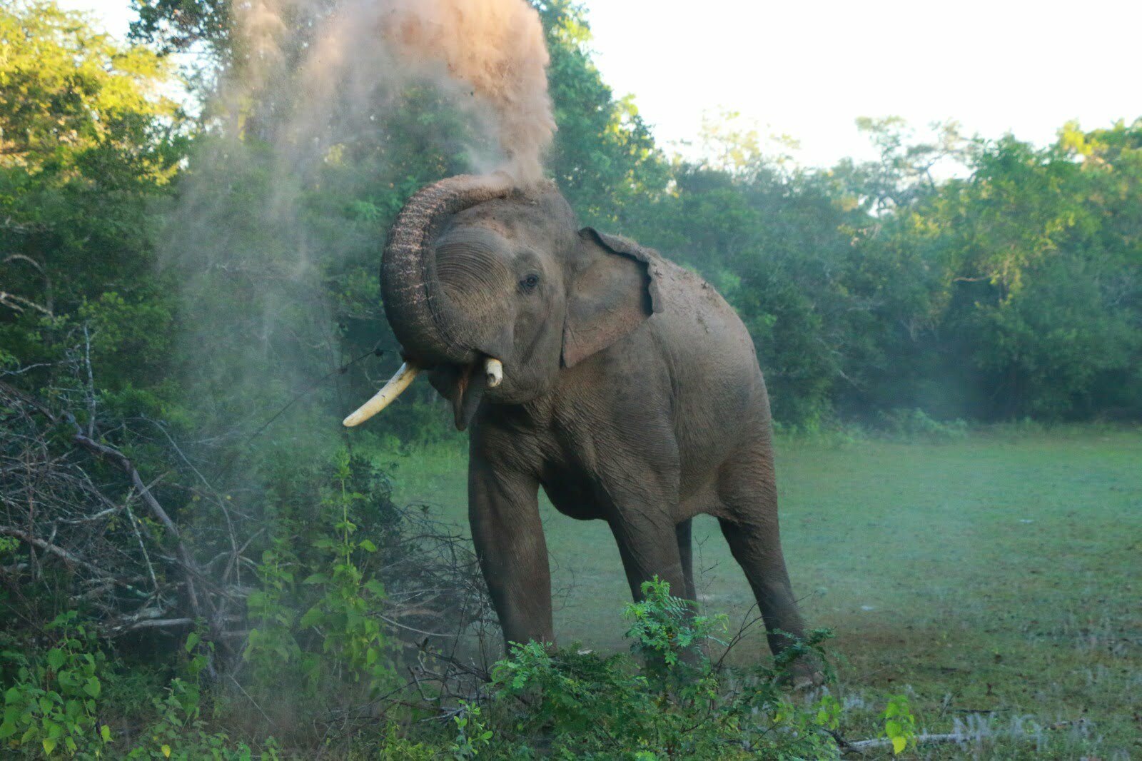 Elephant – Kerala's symbol of pride & elegance