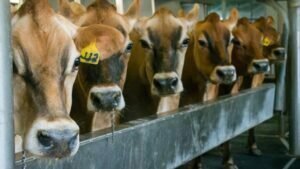 Dairy farm in Kerala