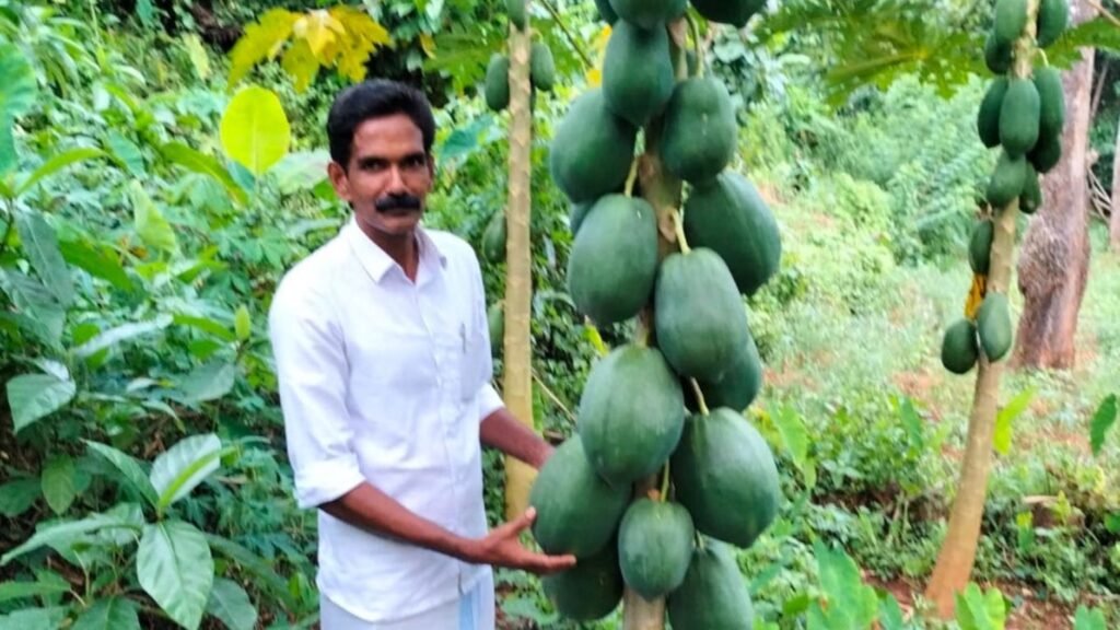 Yusuf Chandroth at his papaya farm in Mattanur, Kannur, Kerala.